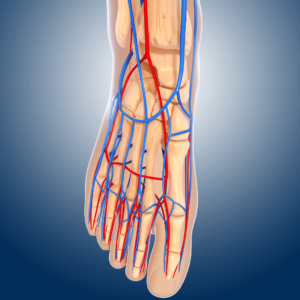 Schéma du pied pour comprendre l'anatomie du pied lors de la pratique du football